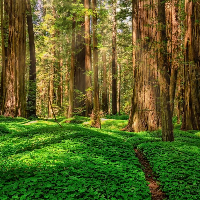 A path leading through a forest of redwoods in California
